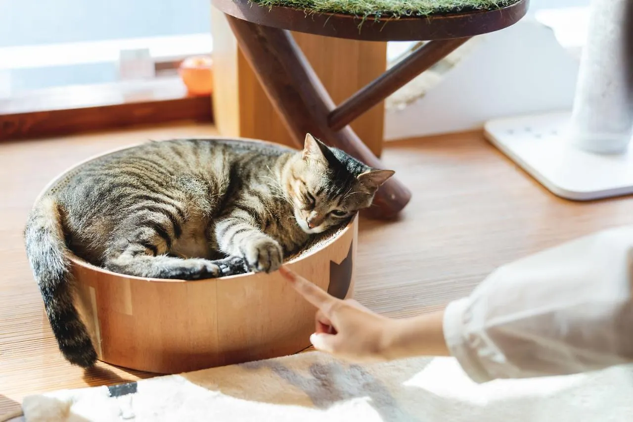 Cat Spa & Cat Ryokan By Neco Republic Ósaka