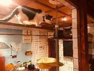 Cat Spa & Cat Ryokan By Neco Republic Ósaka 0*,