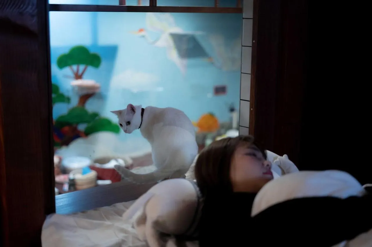 Cat Spa & Cat Ryokan By Neco Republic Ósaka Japonsko