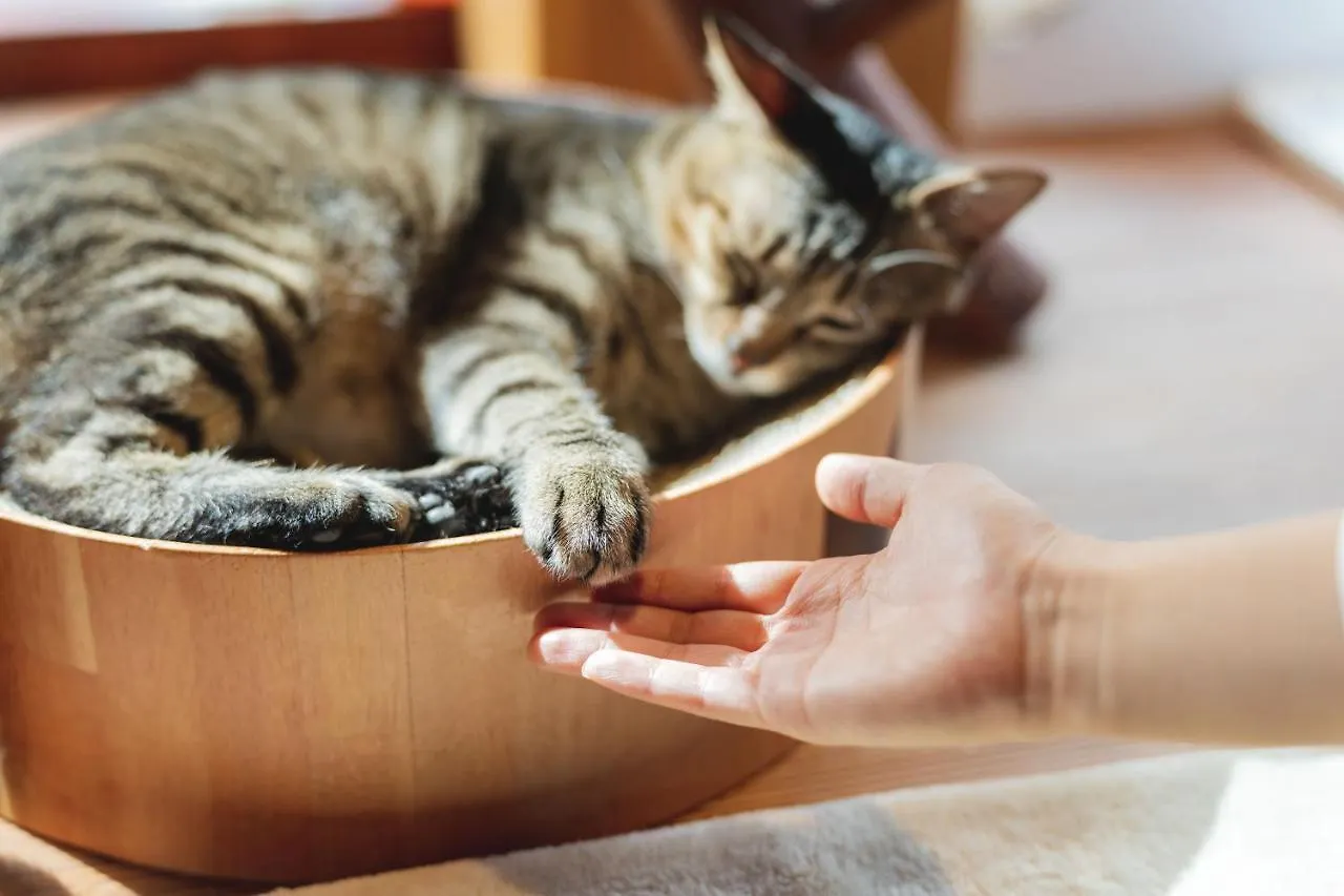 Hostel Cat Spa & Cat Ryokan By Neco Republic Osaka
