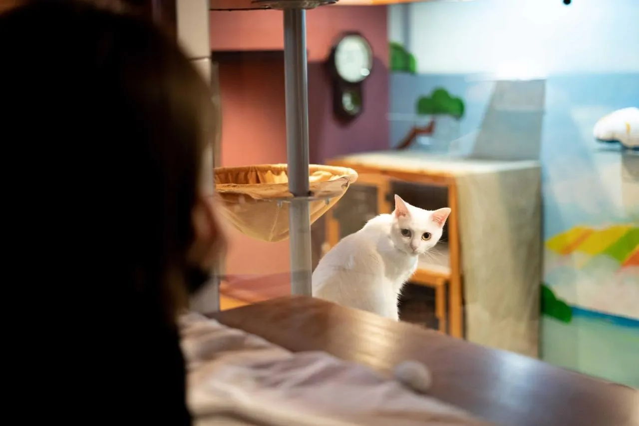 Cat Spa & Cat Ryokan By Neco Republic Osaka 0*,  Japan
